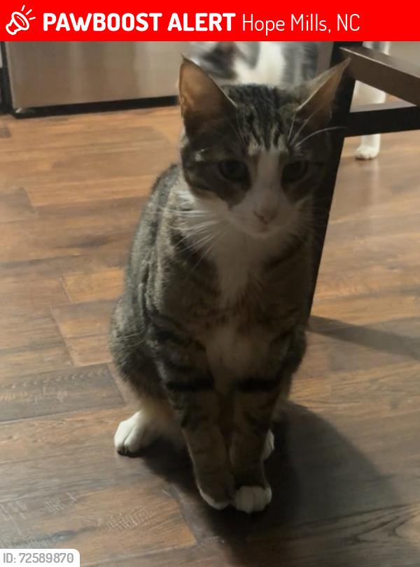 Lost Male Cat last seen Sheffield Farms Neighborhood, Hope Mills, NC 28348
