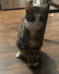 Lost Male Cat last seen Sheffield Farms Neighborhood, Hope Mills, NC 28348