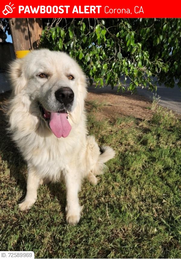 Lost Male Dog last seen McKinley and Promenade , Corona, CA 92879