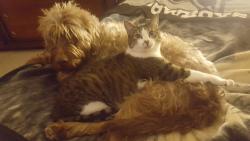 Lost Male Cat last seen Near w 59th pl, Arvada co 80004, Arvada, CO 80004