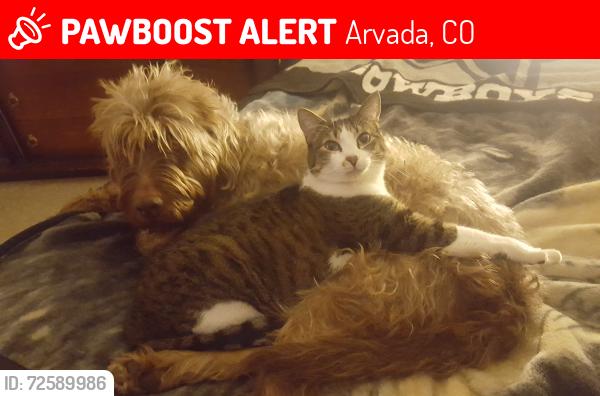 Lost Male Cat last seen Near w 59th pl, Arvada co 80004, Arvada, CO 80004