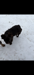 Lost Female Dog last seen Brooke forest Dallas tx 75253, Dallas, TX 75253