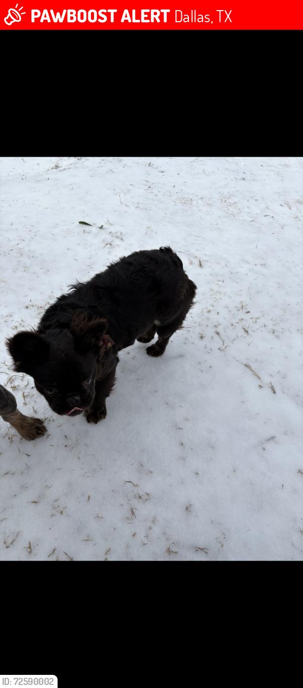 Lost Female Dog last seen Brooke forest Dallas tx 75253, Dallas, TX 75253