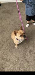 Lost Female Dog last seen Midway, Rockford, IL 61103