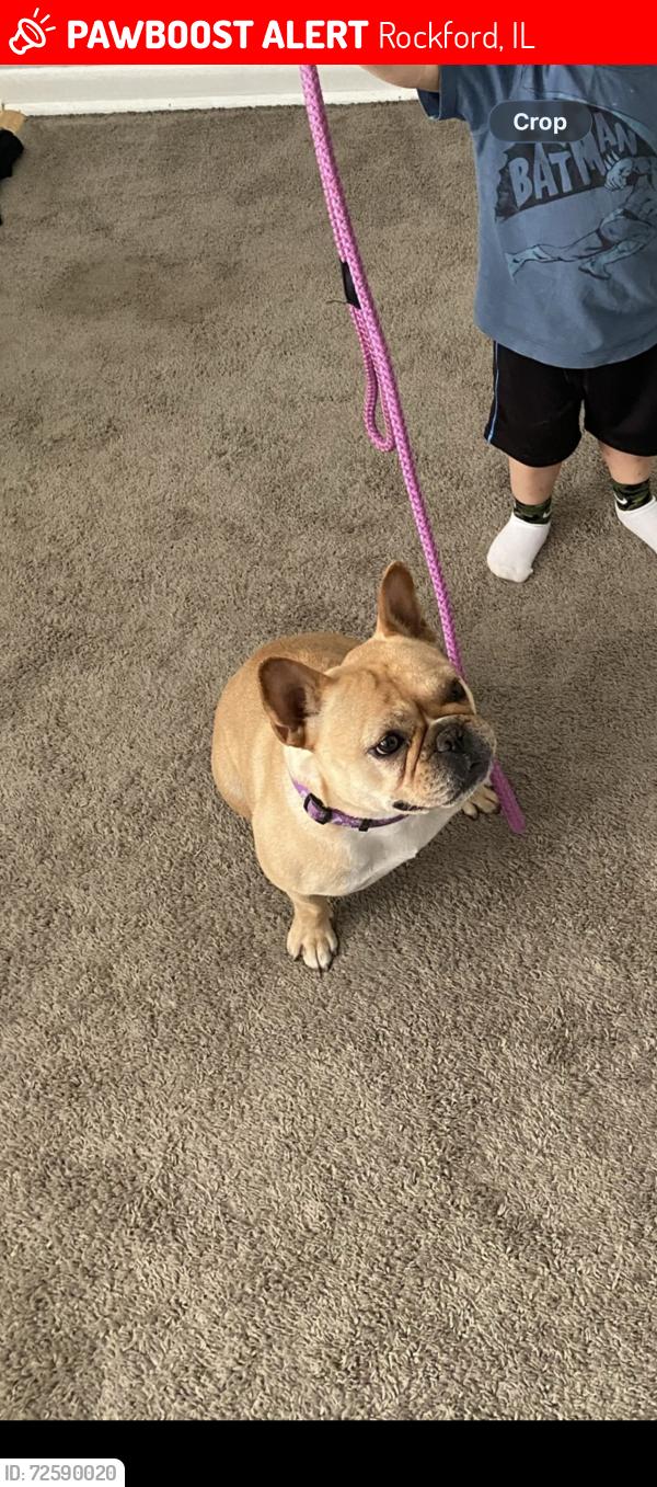 Lost Female Dog last seen Midway, Rockford, IL 61103