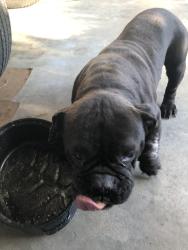 Found/Stray Female Dog last seen 40th & Valencia, San Bernardino, CA 92404