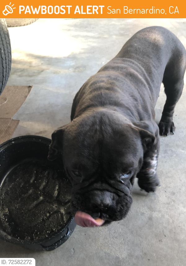 Found/Stray Female Dog last seen 40th & Valencia, San Bernardino, CA 92404