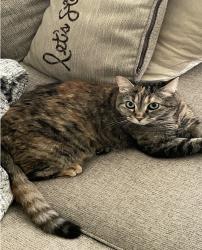Lost Female Cat last seen Glenhill Dr, Pearland, TX 77584