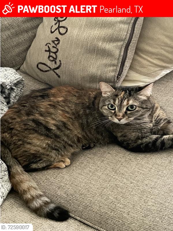 Lost Female Cat last seen Glenhill Dr, Pearland, TX 77584