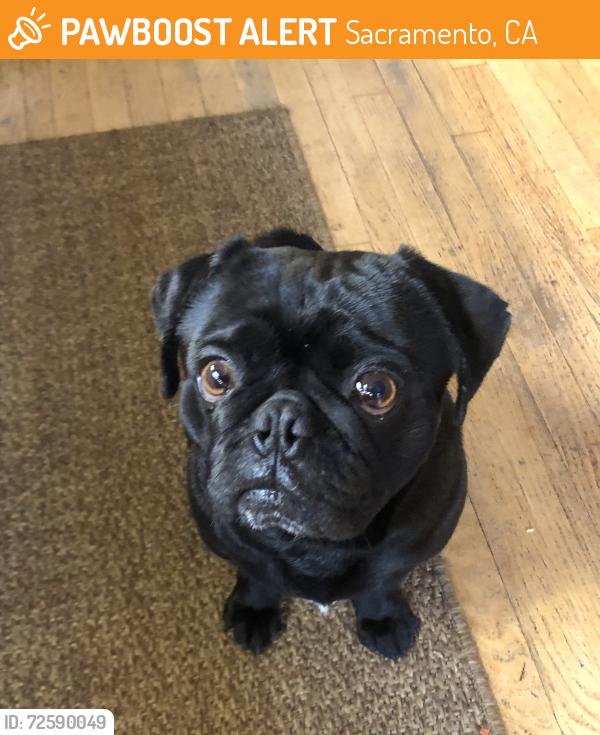 Found/Stray Male Dog last seen Oak Park, Sacramento, CA 95818