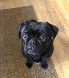 Found/Stray Male Dog last seen Oak Park, Sacramento, CA 95818