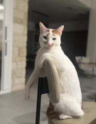 Lost Male Cat last seen Scenic loop/ boerne stage, San Antonio, TX 78255
