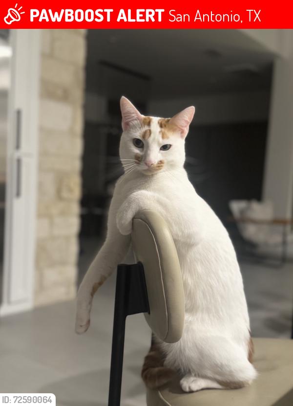 Lost Male Cat last seen Scenic loop/ boerne stage, San Antonio, TX 78255