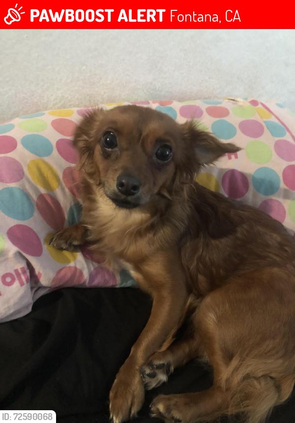 Lost Female Dog last seen Merrill and Randall, Fontana, CA 92335
