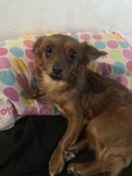 Lost Female Dog last seen Merrill and Randall, Fontana, CA 92335