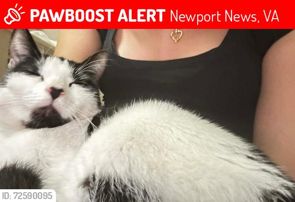 Lost Female Cat last seen Ft eustis blvd, Newport News, VA 23604