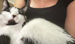Lost Female Cat last seen Ft eustis blvd, Newport News, VA 23604