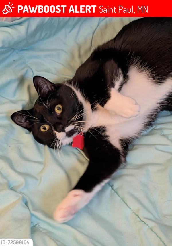 Lost Female Cat last seen Frogtown Community Outreach Center, Saint Agnes School, Saint Paul, MN 55104