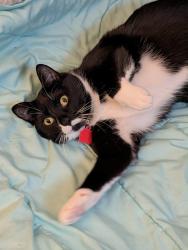 Lost Female Cat last seen Frogtown Community Outreach Center, Saint Agnes School, Saint Paul, MN 55104