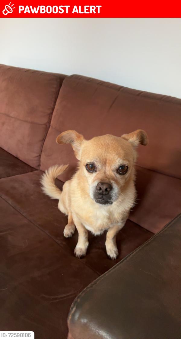Lost Female Dog last seen Fordsdale , Mount Whitestone, QLD 