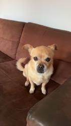 Lost Female Dog last seen Fordsdale , Mount Whitestone, QLD 