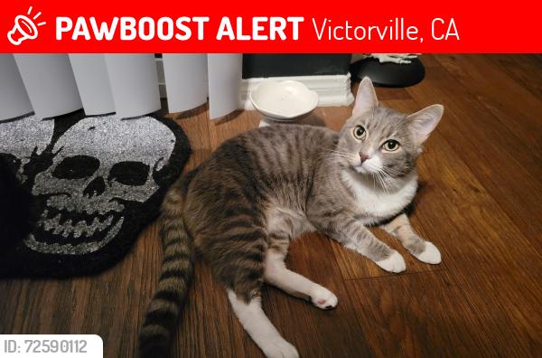 Lost Male Cat last seen Borego Road, Victorville, CA 92392