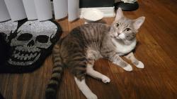 Lost Male Cat last seen Borego Road, Victorville, CA 92392