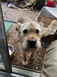 Lost Male Dog last seen Near and 21, Cedar Creek, TX 78612