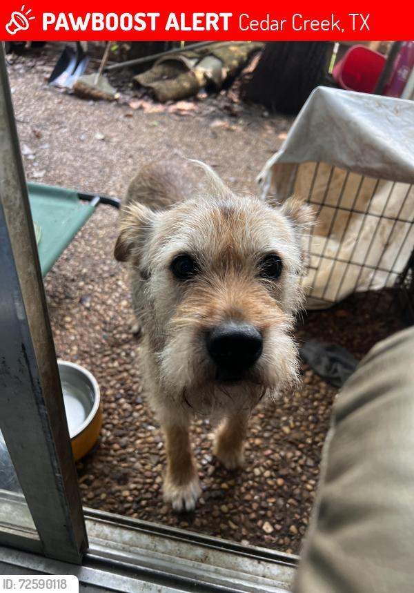 Lost Male Dog last seen Near and 21, Cedar Creek, TX 78612