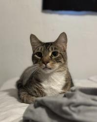 Lost Male Cat last seen Magnolia lane, Eustis, FL 32726