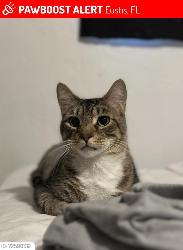 Lost Male Cat last seen Magnolia lane, Eustis, FL 32726