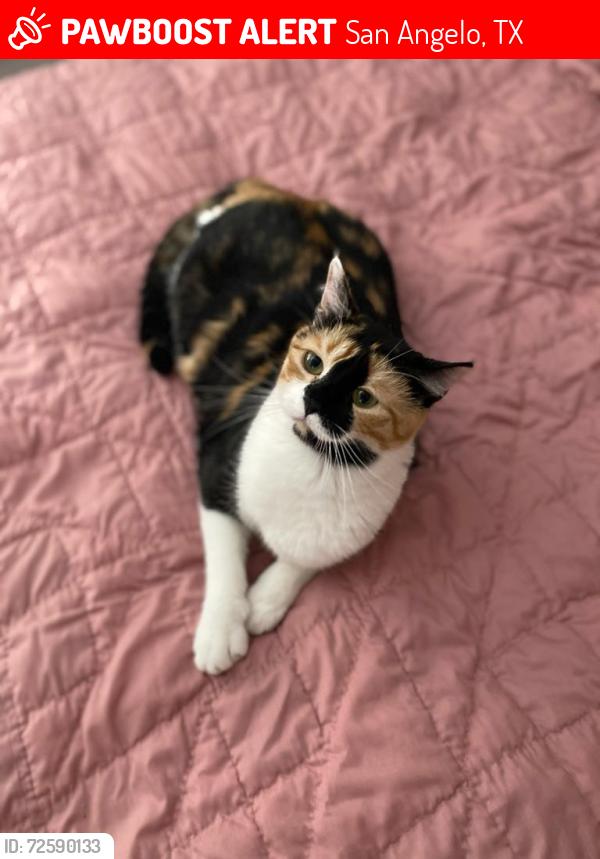 Lost Female Cat last seen Classic cuts Wall Texas , San Angelo, TX 76905