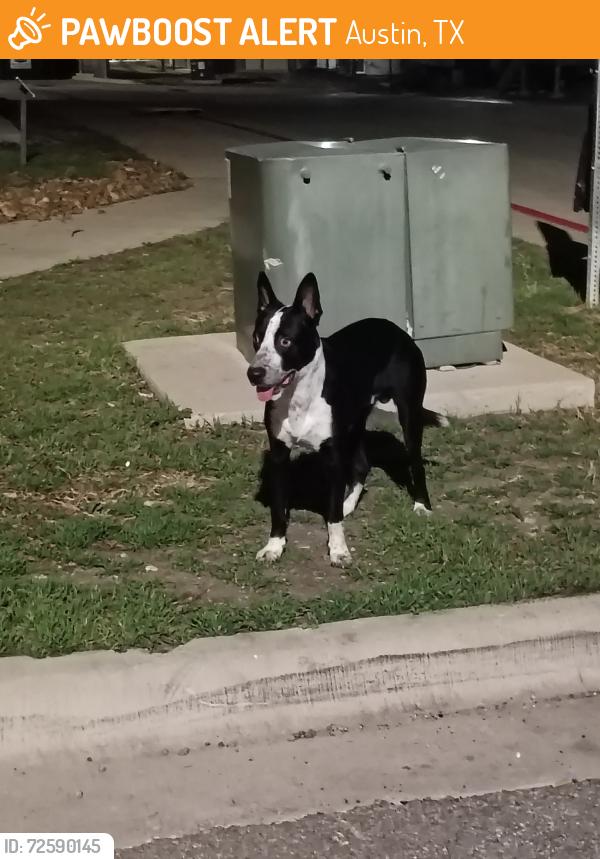 Found/Stray Unknown Dog last seen Near Hog Eye Road Austin Texas 78724, Austin, TX 78724