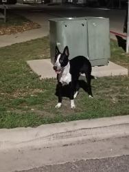 Found/Stray Unknown Dog last seen Near Hog Eye Road Austin Texas 78724, Austin, TX 78724