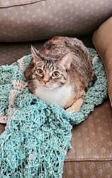 Lost Female Cat last seen Near S Escalante Oasis Pl , Tucson, AZ 85730