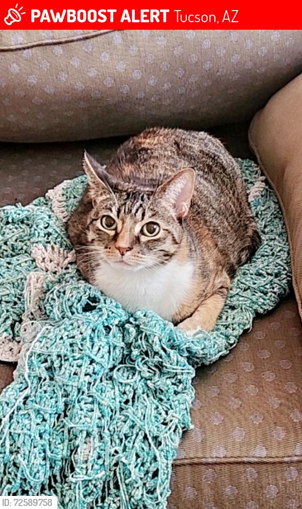 Lost Female Cat last seen Near S Escalante Oasis Pl , Tucson, AZ 85730