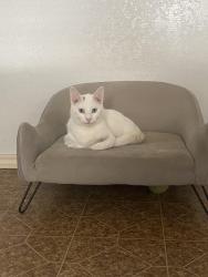 Lost Male Cat last seen Old College heights elementary , Abilene, TX 79601