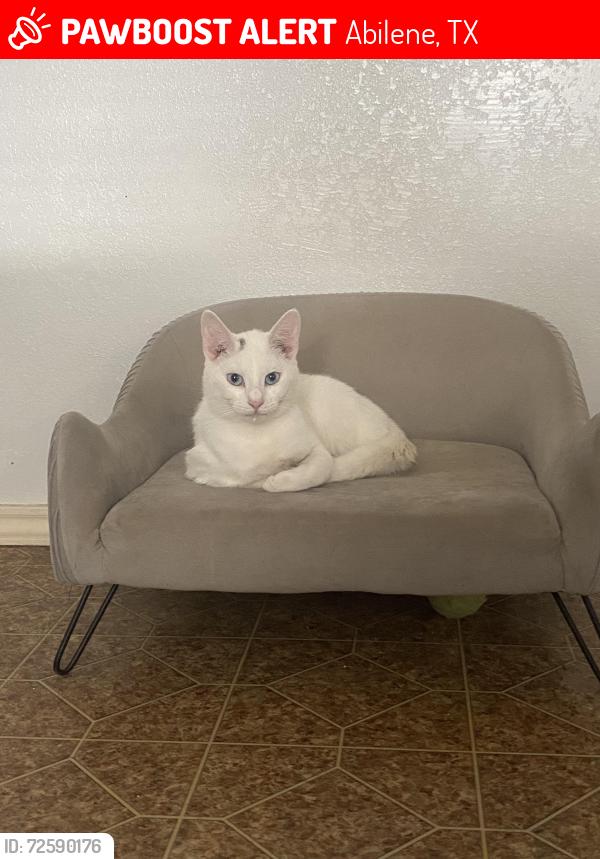 Lost Male Cat last seen Old College heights elementary , Abilene, TX 79601