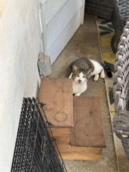 Found/Stray Male Cat last seen Bethania/Tobaccoville Rd & Long Creek Park, Pfafftown , Forsyth County, NC 27040