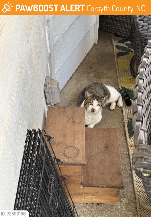Found/Stray Male Cat last seen Bethania/Tobaccoville Rd & Long Creek Park, Pfafftown , Forsyth County, NC 27040