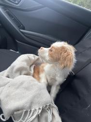 Found/Stray Male Dog last seen Clayton and Martin , San Jose, CA 95148
