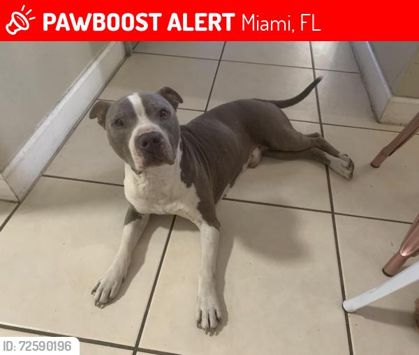 Lost Male Dog last seen SW 66th Ter & SW 157th Ct, Miami, FL 33193, Miami, FL 33193