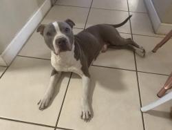 Lost Male Dog last seen SW 66th Ter & SW 157th Ct, Miami, FL 33193, Miami, FL 33193