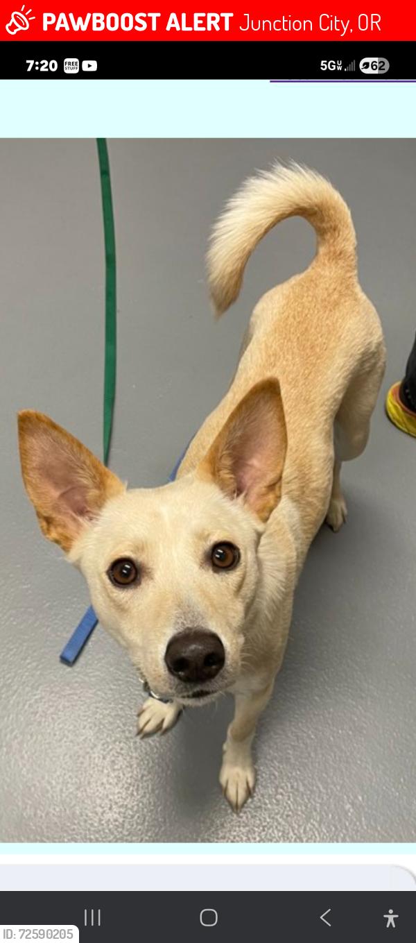 Lost Female Dog last seen Hwy 99, Junction City, OR 97448