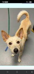Lost Female Dog last seen Hwy 99, Junction City, OR 97448