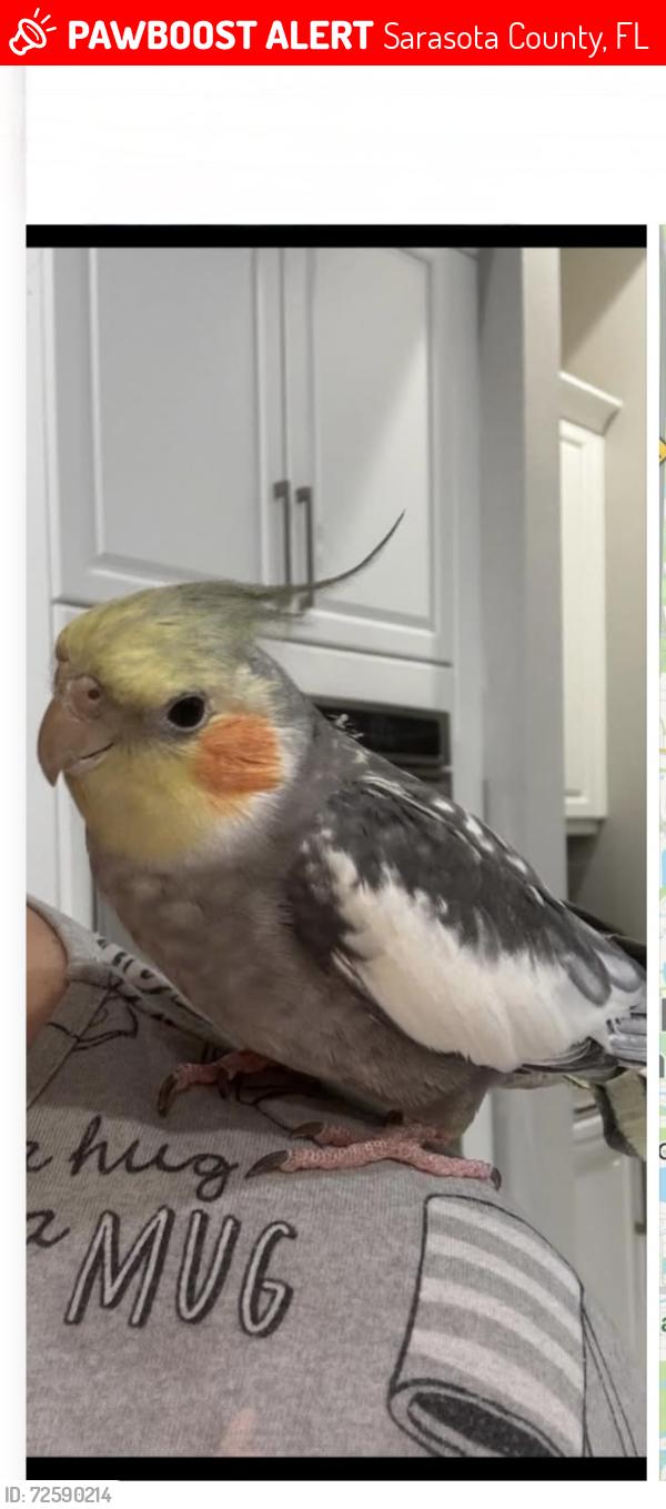 Lost Male Bird last seen Artisan Way, Sarasota County, FL 34240