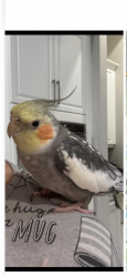 Lost Male Bird last seen Artisan Way, Sarasota County, FL 34240