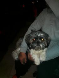 Found/Stray Unknown Dog last seen Charleston and arden, Las Vegas, NV 89104