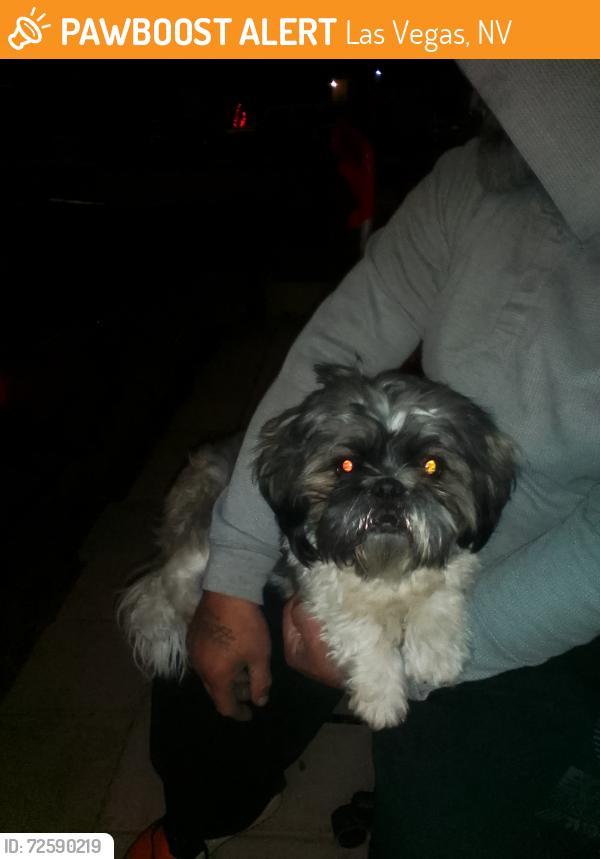 Found/Stray Unknown Dog last seen Charleston and arden, Las Vegas, NV 89104
