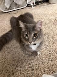 Lost Male Cat last seen Beardon Drive & Valley Green Drive, Villages at Cupertino apartments , Cupertino, CA 95014
